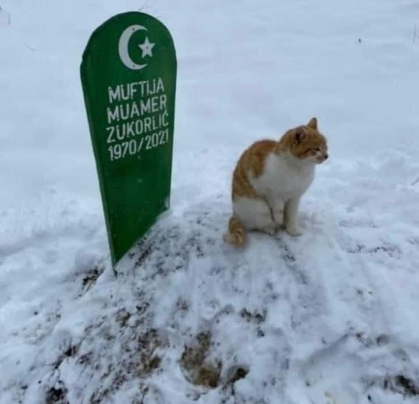 Dy muaj pas vdekjes së myftiut Zukorlic, macja nuk i ndahet nga varri