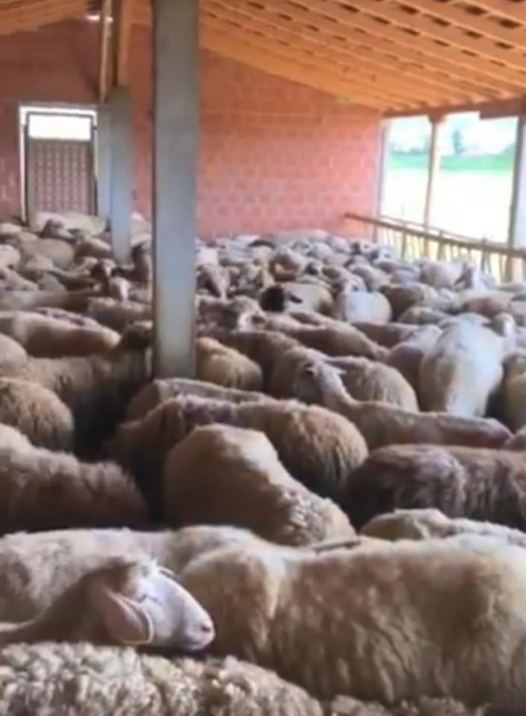 PËRFUNDON ME SUKSES PROJEKTI I KURBANËVE NË KBI