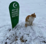 Dy muaj pas vdekjes së myftiut Zukorlic, macja nuk i ndahet nga varri